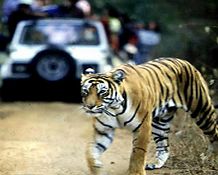 3 Days/2 Nights Tour to Corbett National Park