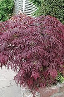 Palmatum Atropurpureum Japanese Maple x 1 litre pot