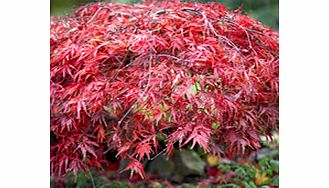 Acer palmatum Plants