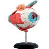 Puzzle Eyeball Anatomy Model