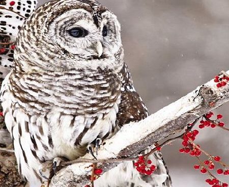 Almanac Gallery Charity Christmas Cards (ALM7540) In Aid Of Multiple Sclerosis Trust - Snowy Owl Perched On A Branch - Pack of 8 Cards