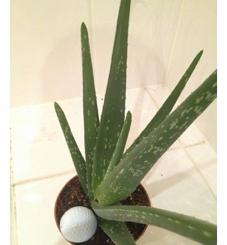 House Indoor plant NATURAL MEDICINAL HEALING - (25cm)