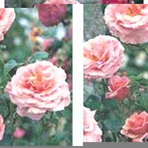 Aloha - Climbing Rose