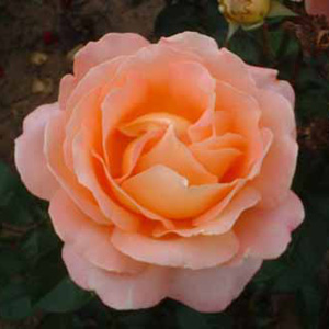 Alpine Sunset Hybrid Tea Rose