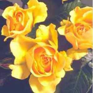 Amber Queen - Floribunda Rose **AUTUMN PRE ORDER