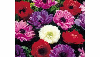 Anemone Bulbs - St Brigid