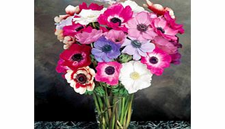 Anemone Seeds - Mona Lisa Mixed