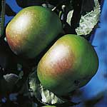 Apple Bramley (Clone 20)