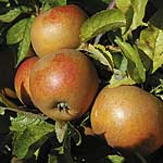 apple Egremont Russet