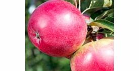 APPLE Tree - Worcester Pearmain