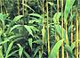 Arrow Bamboo