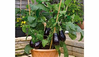 aubergine Grafted Plants - F1 Scorpio