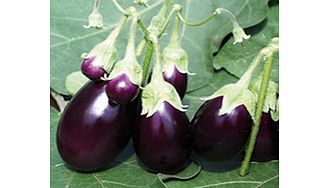 aubergine Plants - F1 Ophelia