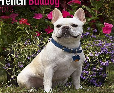 AVONSIDE French Bulldog 2014 UK SQUARE WALL CALENDAR BRAND NEW AND SEALED BY AVONSIDE