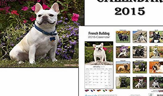 Avonside Publishing FRENCH BULLDOG DOG 2015 SQUARE CALENDAR - BRAND NEW AND SEALED BY AVONSIDE