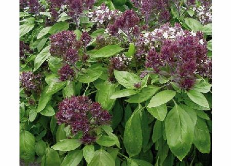 Basil Ornamental Oriental Breeze Seeds Average