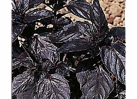 basil Seeds: Red Basil Average Seeds 320