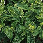 Basil Seeds: Sweet Basil 436036.htm