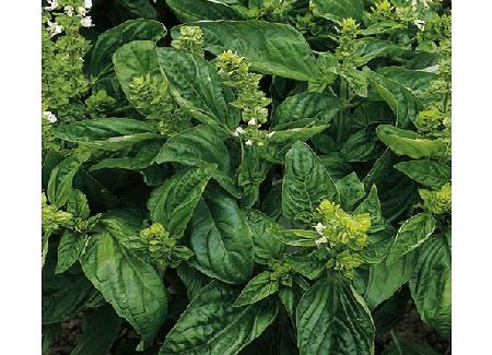 Basil Seeds: Sweet Basil Average Seeds 320