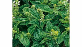 Seeds: Sweet Basil