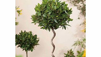 Bay Twisted Stem Tree