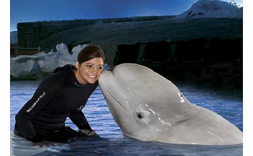 Beluga Interaction Programme at SeaWorld