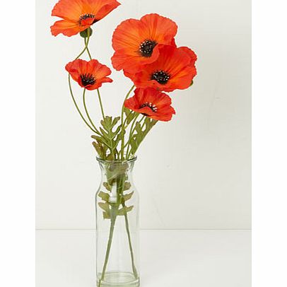 Bhs Bright orange Poppies in milk bottle, orange