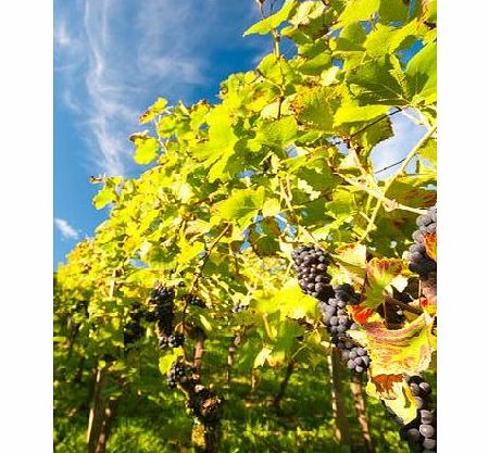 Bhs Vineyard Tour and Tasting for Two, no colour