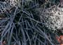 Black Lilyturf