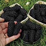 Blackberry Black Butte 478449.htm