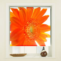 gerbera
