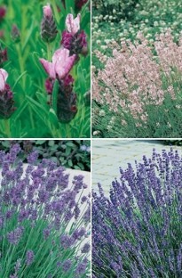 Blooming Direct 4 Mixed Lavender x 20 Plants