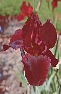 Blooming Direct Bearded Iris Caliente x 5 plants