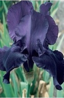 Blooming Direct Bearded Iris Night Owl x 5 plants