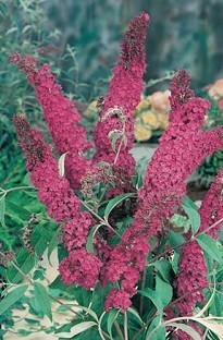 Buddleia (Butterfly Bush) Royal Red x 5 plants