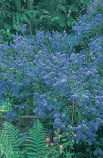 Blooming Direct Ceanothus Skylark x 5 young plants