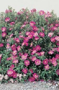 Cistus Purpureus x 5 plants