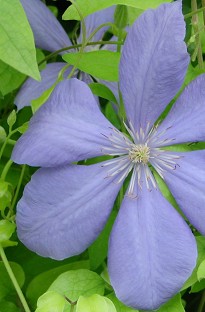 Blooming Direct Clematis The President x 5 plants