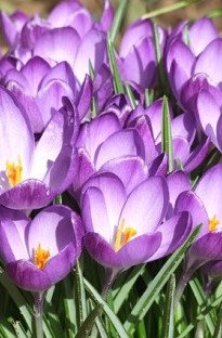 Blooming Direct Crocus Meadow Springs Mixed x 50