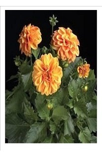 Dahlia Orange Crush x 5 young plants