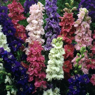 Delphinium Giant Imperial x 100 seeds