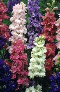 Delphinium Larkspur x 10 young plants