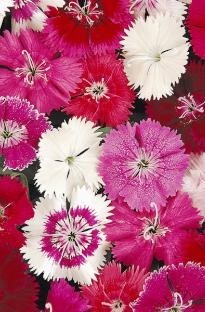 Dianthus Festival Mixed x 50 plants + 16 FREE