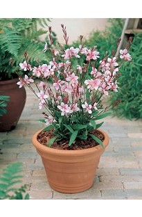 Gaura Cherry Brandy x 5 young plants