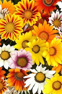 Gazania Daybreak Mixed 50 plants + 16 FREE