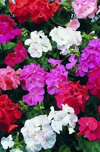 Geranium F1 Blooming 50 mixed plants + 16 FREE