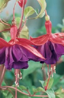 Giant Fuchsia Royal Velvet x 5 plants  5 FREE!