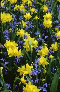 Narcissus Tete a Tete and Scilla Siberica x 35 bulbs