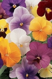 Pansy Panola Mixed x 50 plants +16 FREE