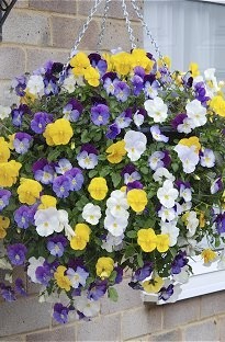 Pansy Plentifall Trailing Mixed x 24